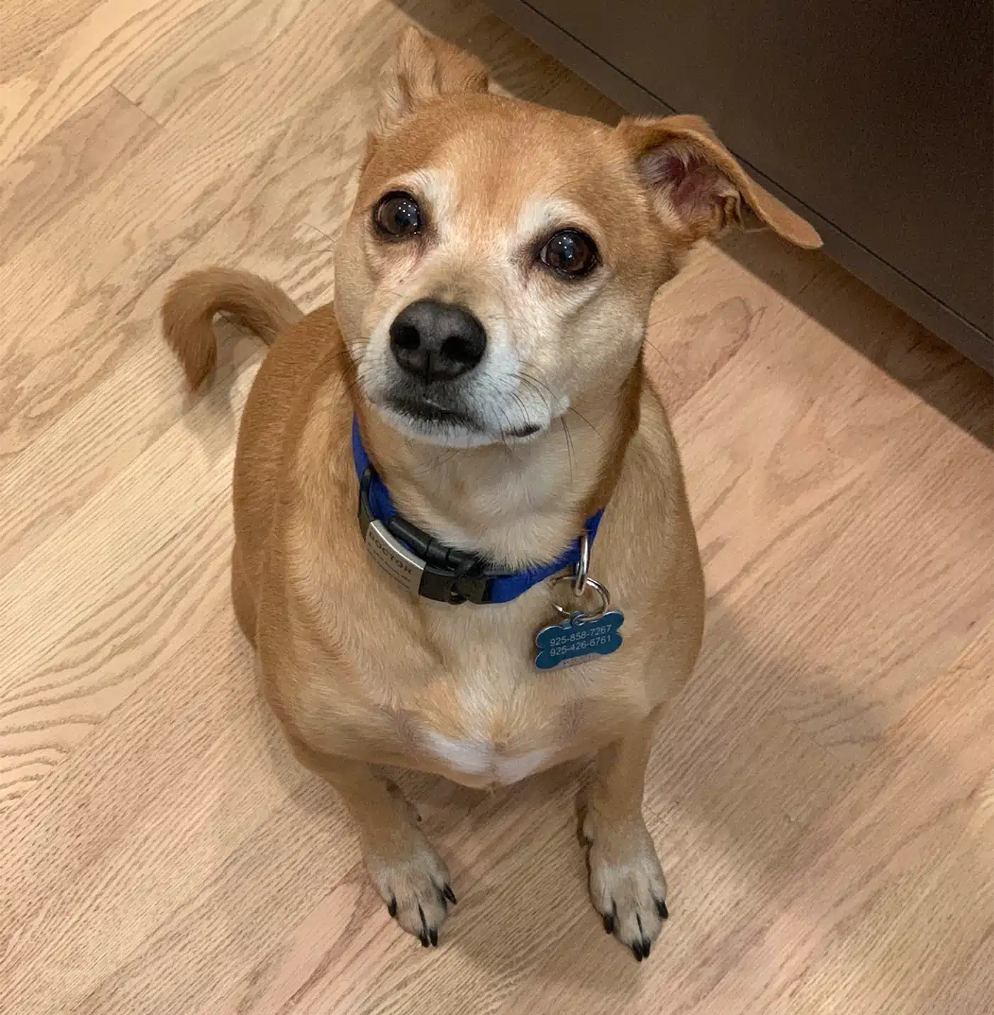 Small tan dog sitting on wooden floor, wearing blue collar with tag, looking at camera.