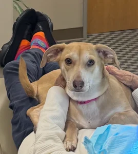Dog with bandaged leg sits on person's lap in medical setting during veterinary care.
