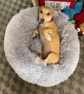 Small tan dog resting on gray fluffy bed indoors.